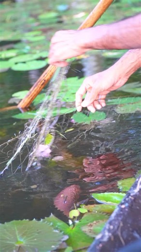 Fish catching with carp net #reels #net #fish