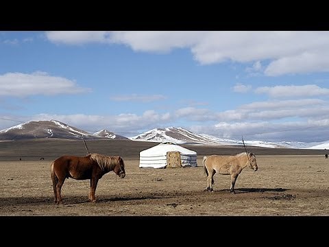 モンゴルの遊牧民と家畜 Mongolian nomads and Livestock ( Shot on RED EPIC )