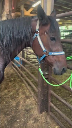 THIS MARE IS LITERALLY DRIPPING MILK IN THE SLAUGHTER HOLDING FACILITY