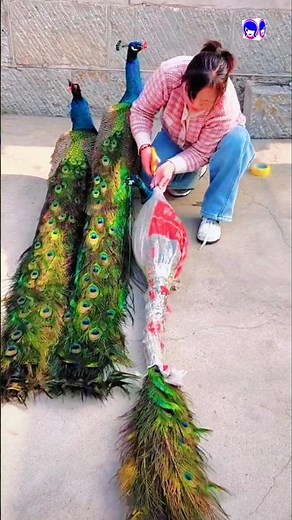 Discover the Magnificent Green Peafowl 🦚✨ #peacock #shorts