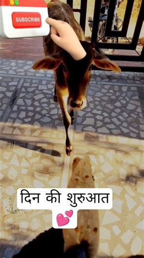 सुबह सुबह मेरी गय्या🐮#shorts #shortsvideo #cowvideo #animals
