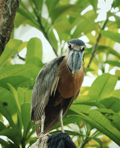 any boat billed heron lovers in the chat 👀👀 herons r such an interesting looking group of birds bro i love them - #heron #birdtok #birdnerd #ornithology #bird