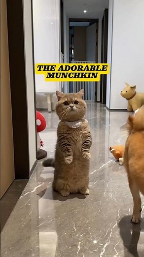 Munchkin ~ The Cutest Cat Breed #shorts #munchkin #cat