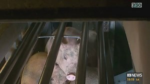 Pig abattoir ceases operations amid investigation into 'serious and disturbing' allegations. WARNING: this story contains pictures that may distress some viewers. | 7.30