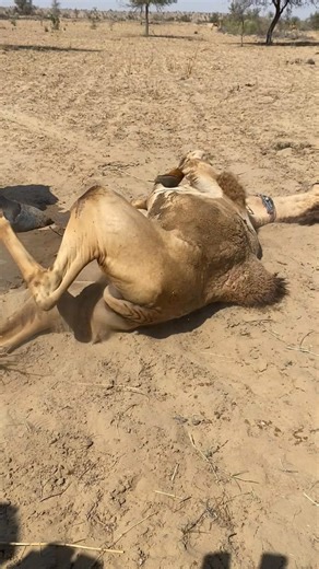 بدأ الجمل بالاستلقاء على الرمال النظيفة، وكان هناك من يساعده