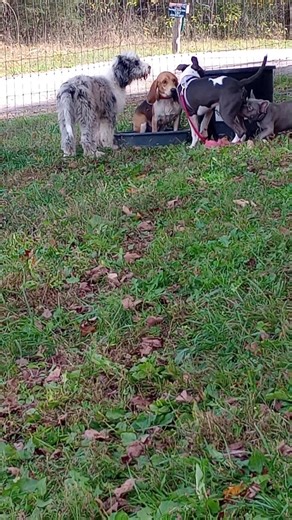 #October2025 #sheepadoodle #bullymix #boardandtrain #dogtraining #small_town_pup #somersetky #positivetraining #enrichmentfordogs | Small Town Pup