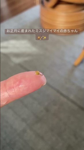 2026年元旦産まれのカタツムリの赤ちゃん🐌✨