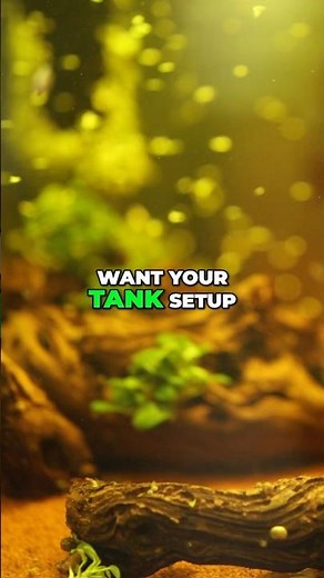 Best Black Substrate for Shrimp: Tank Setup Guide