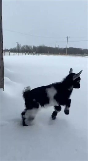 Baby Goat's First Excited Snow Adventure!