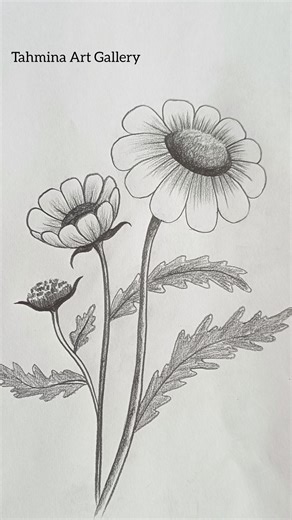 How to draw Blooming Daisy flower #Shorts #PencilSketch #FlowerDrawing #Reels