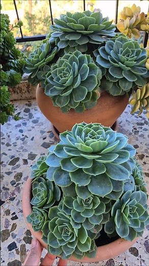 Echeveria imbricata or Echeveria blue rose succulents.