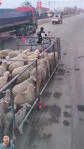 Genius Way to Move a Whole Herd of Goats Effortlessly!