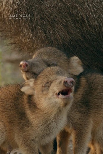 Baby Javelinas Exploring Saguaro National Park