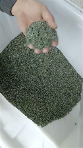 S64 Single Color Sorter for Tea Sorting #colorsorter #tea