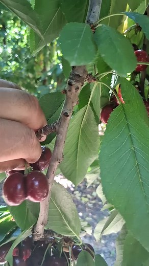 las cerezas muy deli 😋