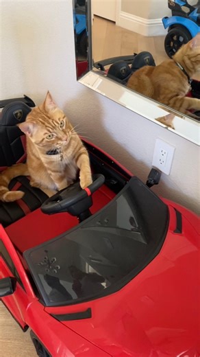 27K views · 3K reactions | Every day I jump in one of my cars to practice my Beeps!  Beep Beep! ❤️ | Tiger JoJo | Facebook