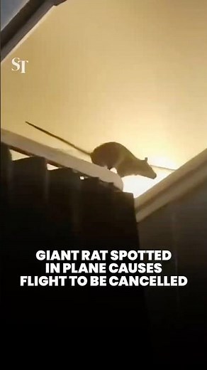 Massive rat spotted in plane causes flight to be cancelled