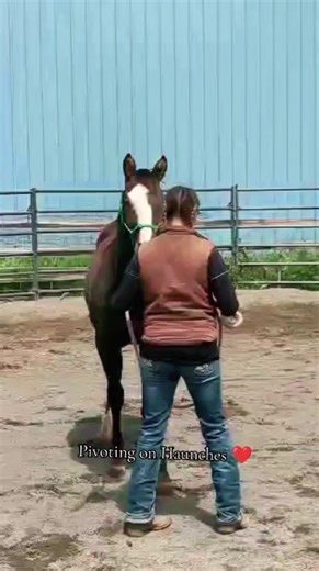 Pivoting on the haunches is something I teach to ALL my horses when they come in and learn basic groundwork. This is something you can teach your weanlings, yearlings, any age! This comes in handy in the long-run. ❤️ #pivoting #horsemanship #groundwork #fyp #foryou #weanlings #yearlings #horsetraining | Cowgirl Tuff Colt Training