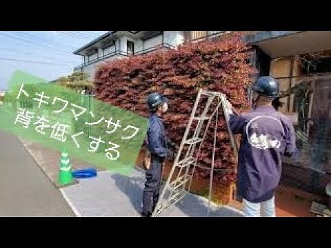 トキワマンサクの背をあっという間に低く剪定