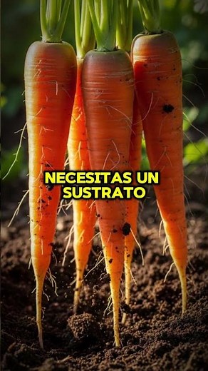 🥕Cómo PLANTAR ZANAHORIAS en casa y que salgan derechas y abundantes