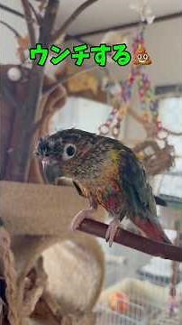 ウンチのタイミングを教えてくれる天才インコ【ウロコインコのぽぽ】
