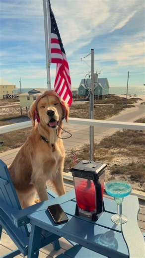 Dog-Friendly Vacations in Gulf Shores: A Perfect Getaway