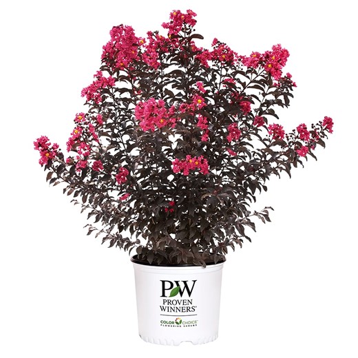 Proven Winners Center Stage Pink Crape Myrtle Live Shrub (2 Gallon)