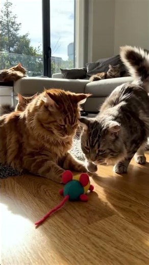 Cat Tries to Drink Milk… Gets Mustache Instead 😂🥛
