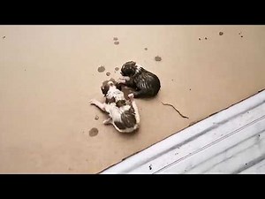 Newborn puppies, abandoned on a wet roadside, cold and starving. Rescue arrived just in time.❤️