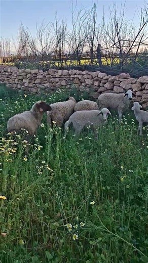 🐑🌿لحظات هادئة من قلب الطبيعة… خرفان كيرعاو وسط الخضرة والزهور، والجو كله راحة وهدوء 🌼✨