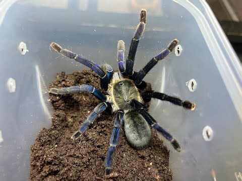 Cyriopagopus lividus, Cobalt Blue Tarantula near miss re house