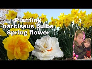 Planting Daffodil Narcissus bulbs| Menanam bunga Daffodil Narciccus | Spring flower | Gardening |