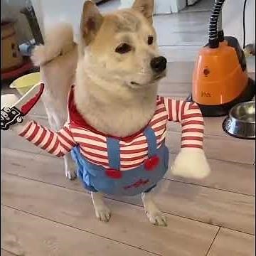 Dog Holding Knives in Funny Costumes