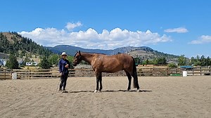 First Steps to Starting Your Horse