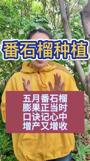 番石榴种植:五月番石榴，膨果正当时，口诀记心中，增产又增收#番石榴种植 #番石榴种植技术 #番石榴增产 #番石榴施肥技巧