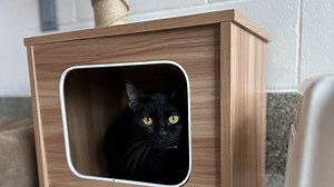 'Purranormal Cativity' The MSPCA has dozens of black cats up for adoption ahead of Halloween