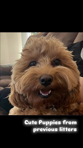 Puppies from the last 4 years . Next litter due the end of March. #minigoldendoodle #goldendoodlesofinstagram #cavapoo #goldendoodle #puppies #puppylove | Kentucky Gold Mini Doodles