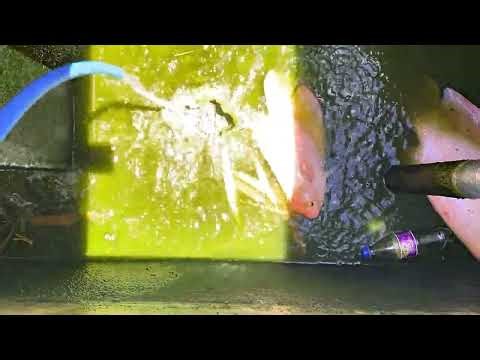 Fish Pond Cleaning Day! | Complete Pond Maintenance & Water Change🌿🐟