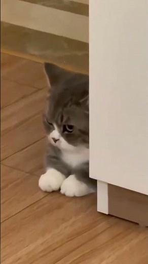 Hilarious Angry Cat Faces That Will Melt Your Heart