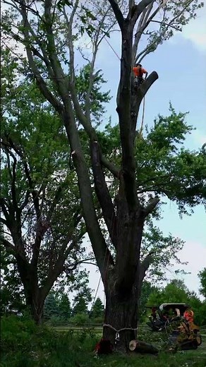 Sometimes, trees have to go! 🌳 | Martin Tree Service