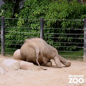 Dance with your enrichment ball like nobody's watching 🕺 The keeping staff at Zoos Victoria are still hard at work making sure the animals are well looked after and kept busy. Here, Asian Elephant Mali, has been given a special ball that helps stimulate play activity- we think it's working! | Zoos Victoria