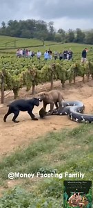 36K views · 106 reactions | vs ... #snake #dog #animallover #pet #petlovers #Python #viralvideoシ #reelstrending #facebookviral #animal #amazingvideo | God's Wealth: My Family | Facebook