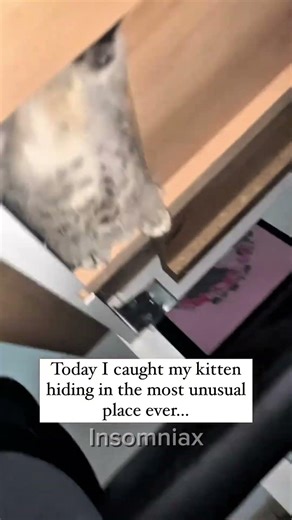 Cat jumped out of window #cats