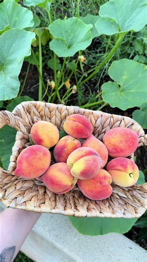 Peach Fritters from Garden Peaches