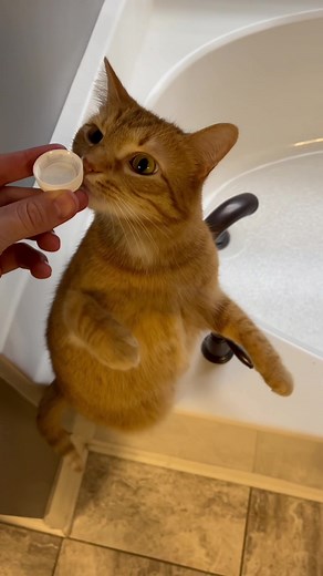 are cats afraid of water? #catsoftiktok #kurt #foryou | orange cat behavior