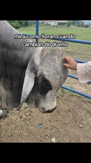 Brahman gris: por qué es una de las mejores razas