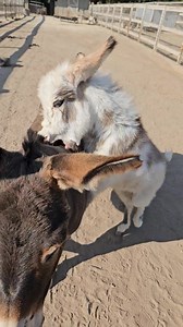 7K views · 251 reactions | This goes on all day! | "Seein' Spots Farm" miniature donkeys | Facebook