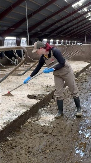 Hands-On Barn Cleaning on an American Dairy Farm 🐄🌾
