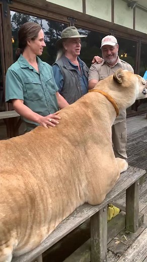 900 Pound 12 Foot Tall Liger😱 This is Oden and he is massive😳 Ligers are able to grow so large because of a gene phenomenon called hybrid vigor👀 Basically the offsprings inherits all the growth hormones from its dad the male lion🦁 and none of its growth inhibiting hormones from its mom the female tiger🐅 These growth hormones from the male lion are basically allowed to run rampant without any growth limiting genes🤯 | Jayprehistoricpets