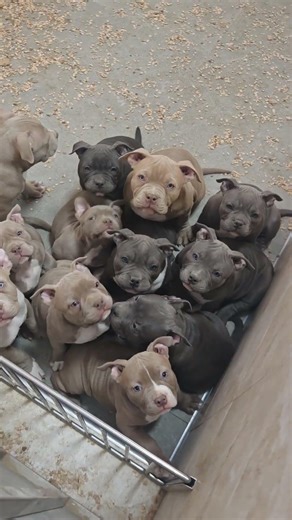 puppies american bully pocket available for sale very good price 2026 Abkc registred